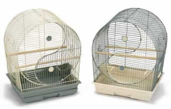 Bird Cage Finch
