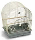 Bird Cage Finch