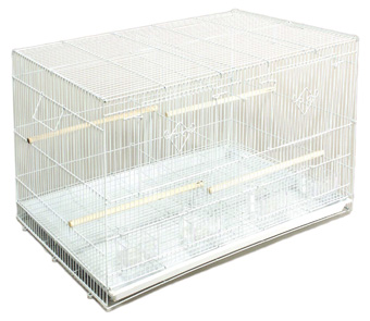 Cage Finch