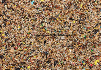 Food of Birds