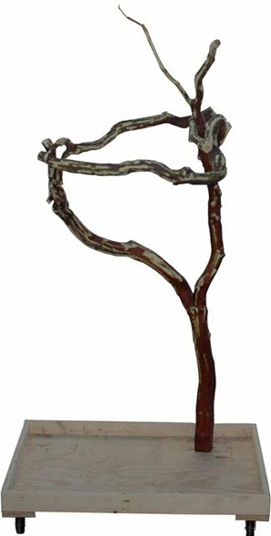 Manzanita Tree
