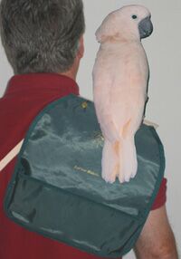 Shoulder Perch Pouch