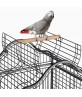 Economy Victorian Large Parrot Bird Cage 63"