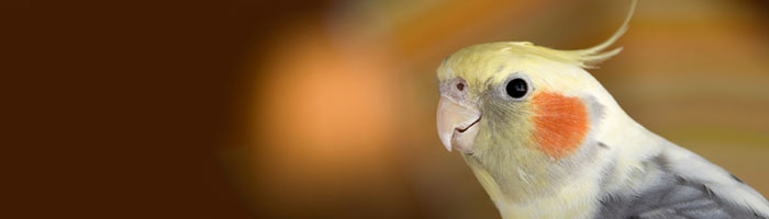 Cockatiels Food