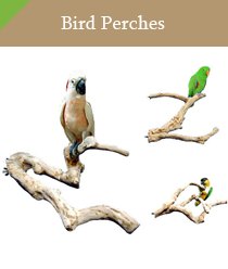 Bird Perches